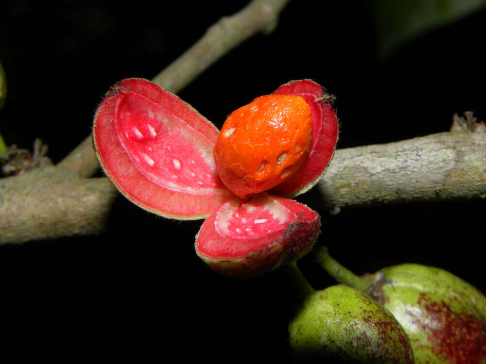 Image of Casearia hirsuta Sw.