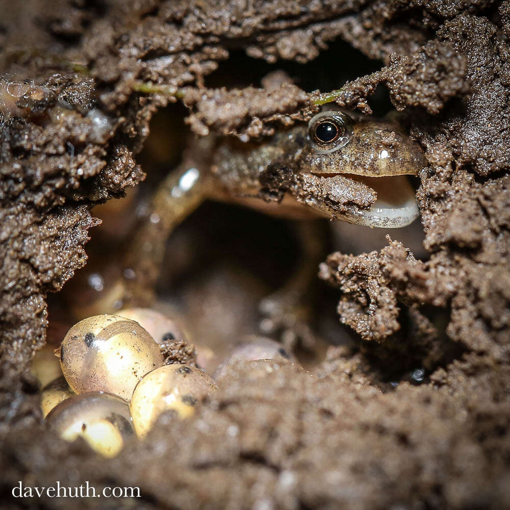 Image of dusky salamanders