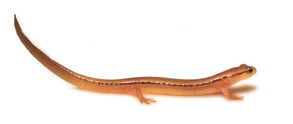 Image of Northern Two-lined Salamander