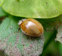 Image of ladybird beetles