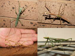 Image of Archimantis