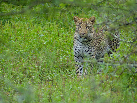 Image of Leopard