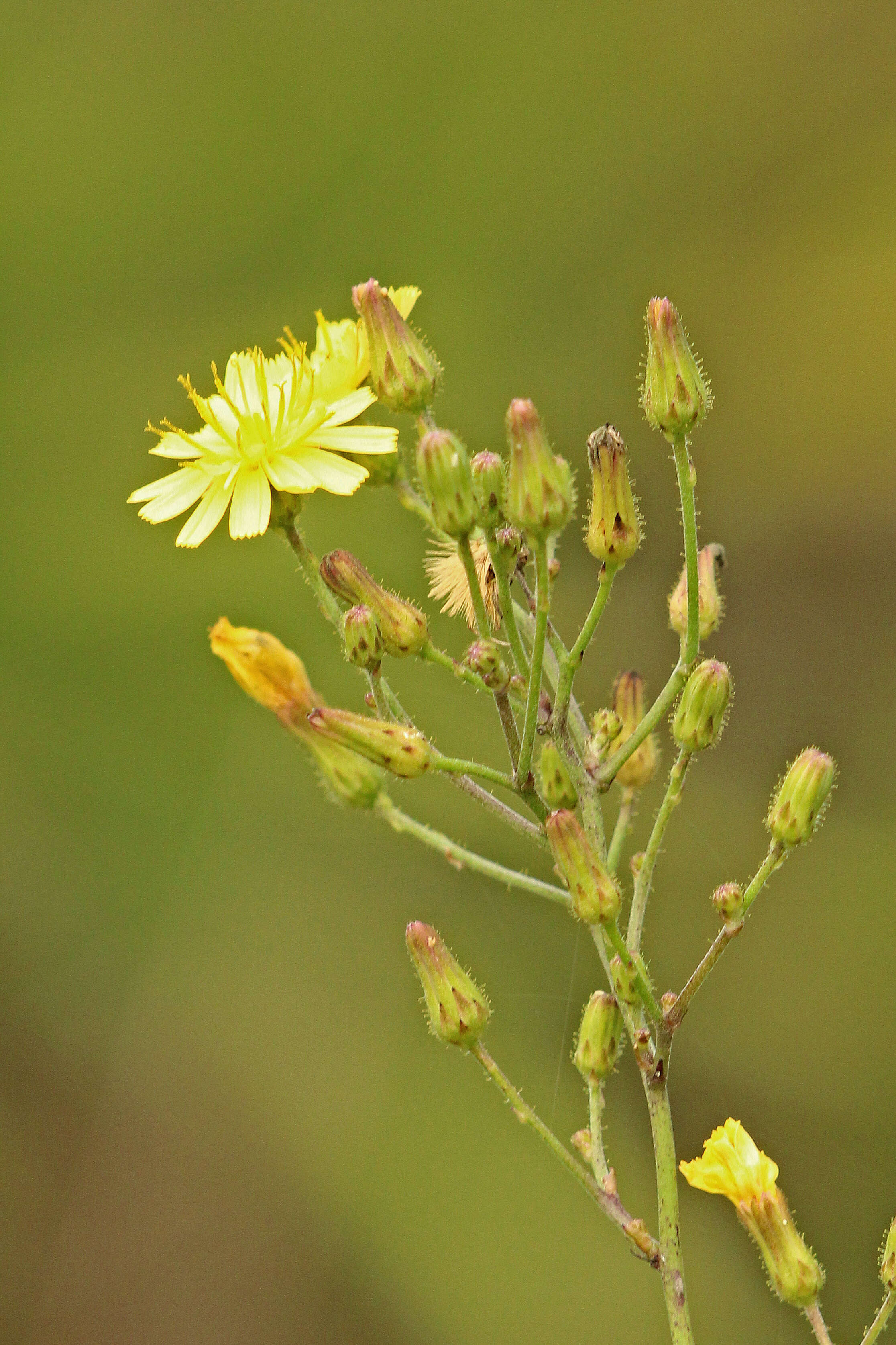 Image de Hieracium gronovii L.