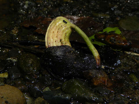 Image of Wild Cashew