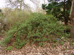 Image of Dog tooth lily