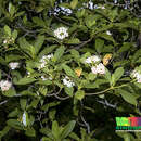 Image of Cyrtophyllum fragrans (Roxb.) DC.