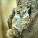 Image of Ankarana Sportive Lemur