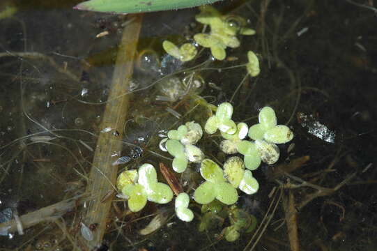 Image of duckweed