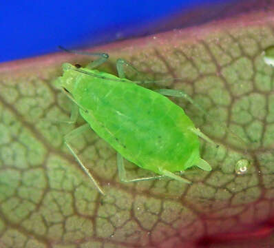 Image of Metopolophium