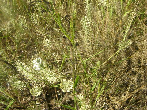 Image of Lepidium thurberi Wooton