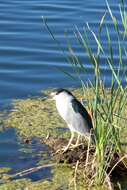 Image of Night Herons