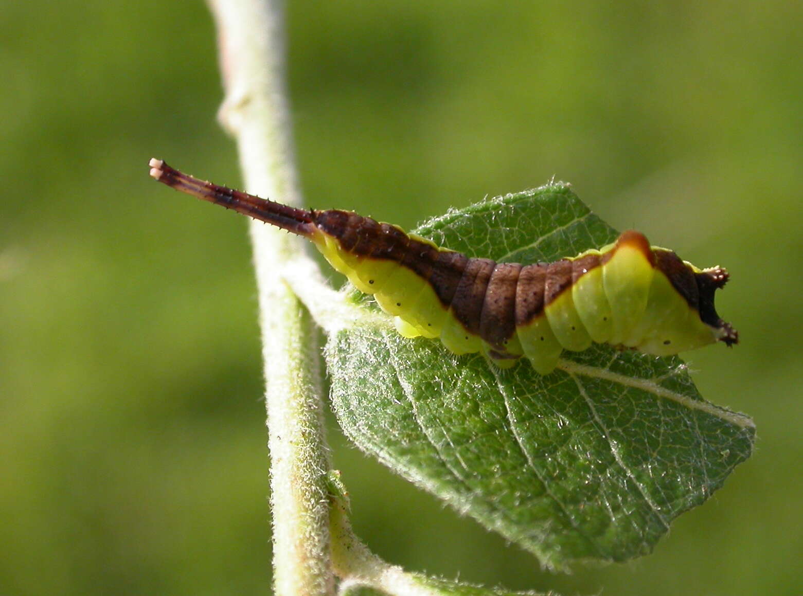 Image of Puss moth