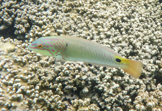 Image of Threespot wrasse