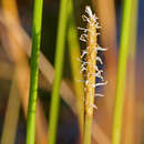 Слика од Eleocharis cellulosa Torr.