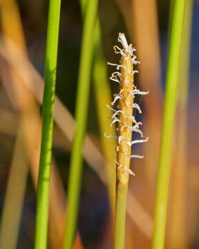 Image of Gulf Coast Spike-Rush