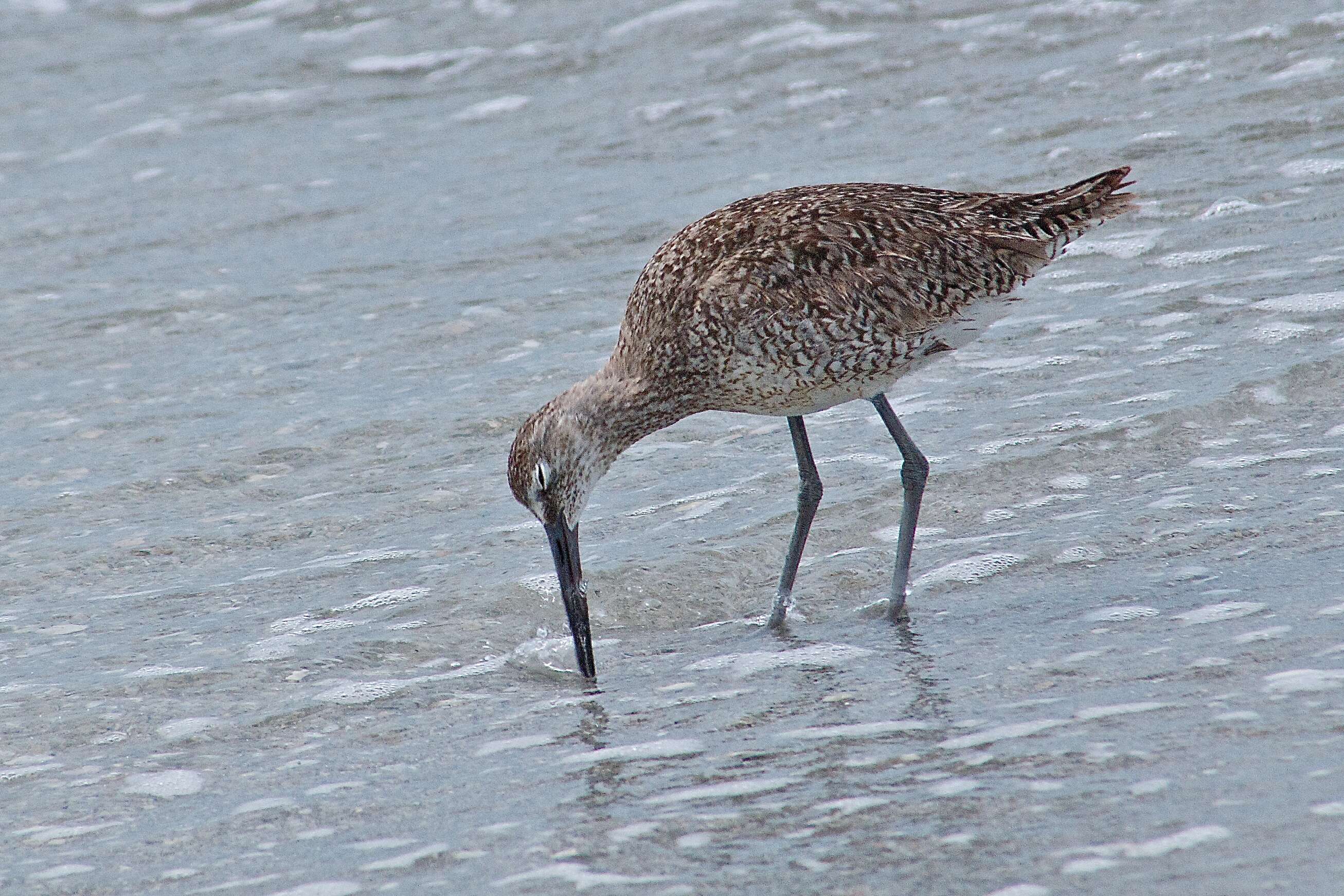 Image of Willet