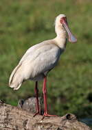 Image of Platalea Linnaeus 1758