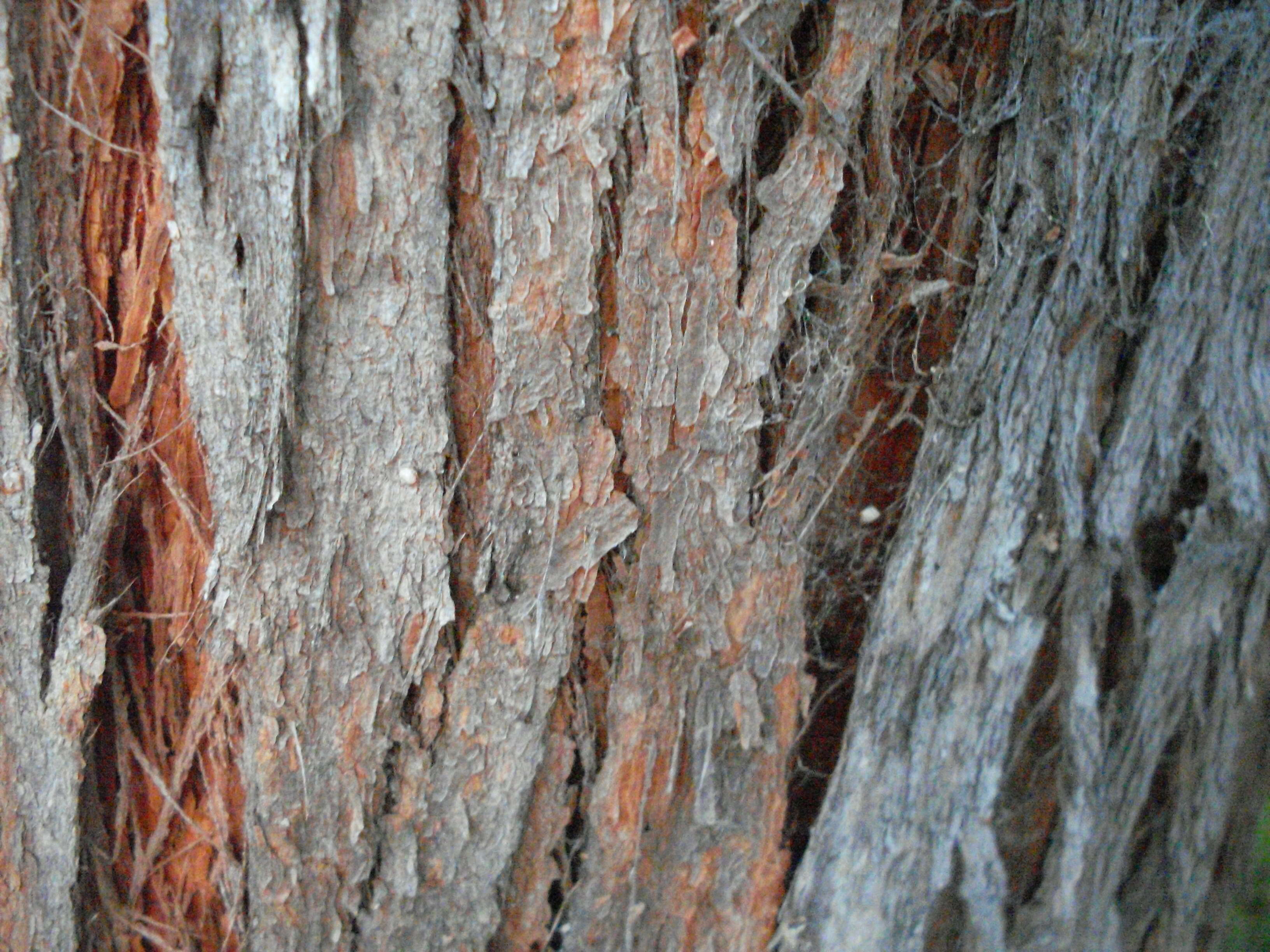 Image of turpentine tree