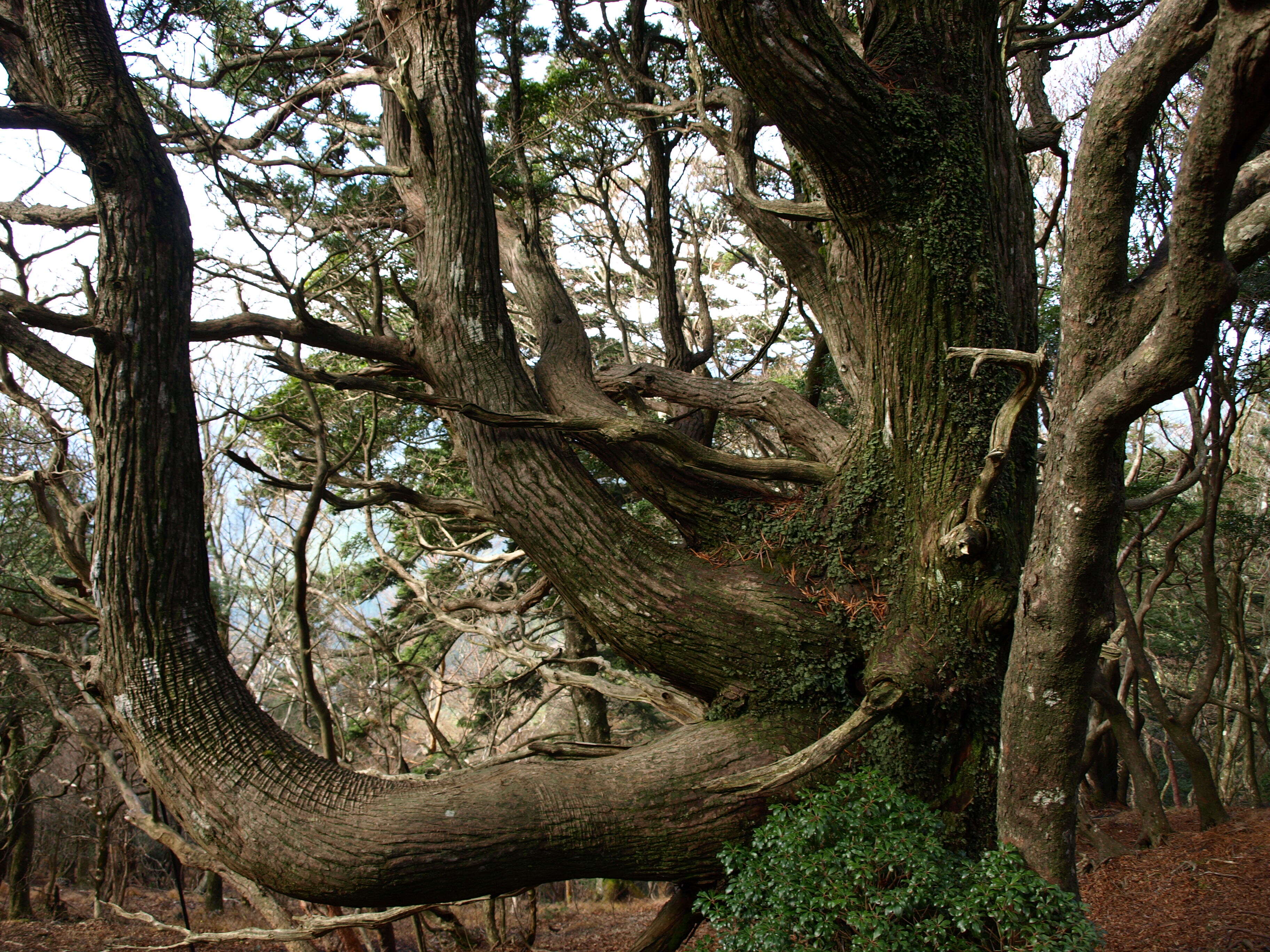 Image of umbrella-pine family