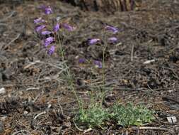 Image of pinyon beardtongue