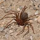 Image of Mediterranean recluse spiderman