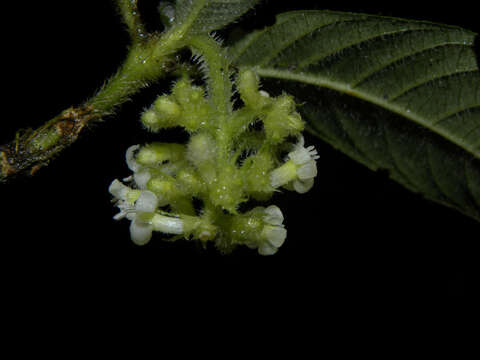 Image of Psychotria acicularis C. M. Taylor