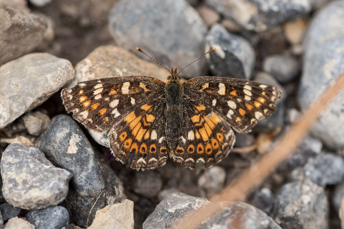 Image of Pearl Crescent