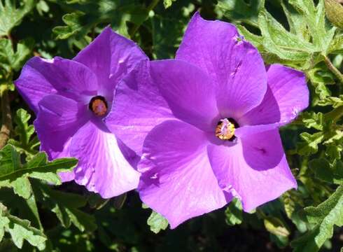 Image of Hibiscus huegelii Endl.