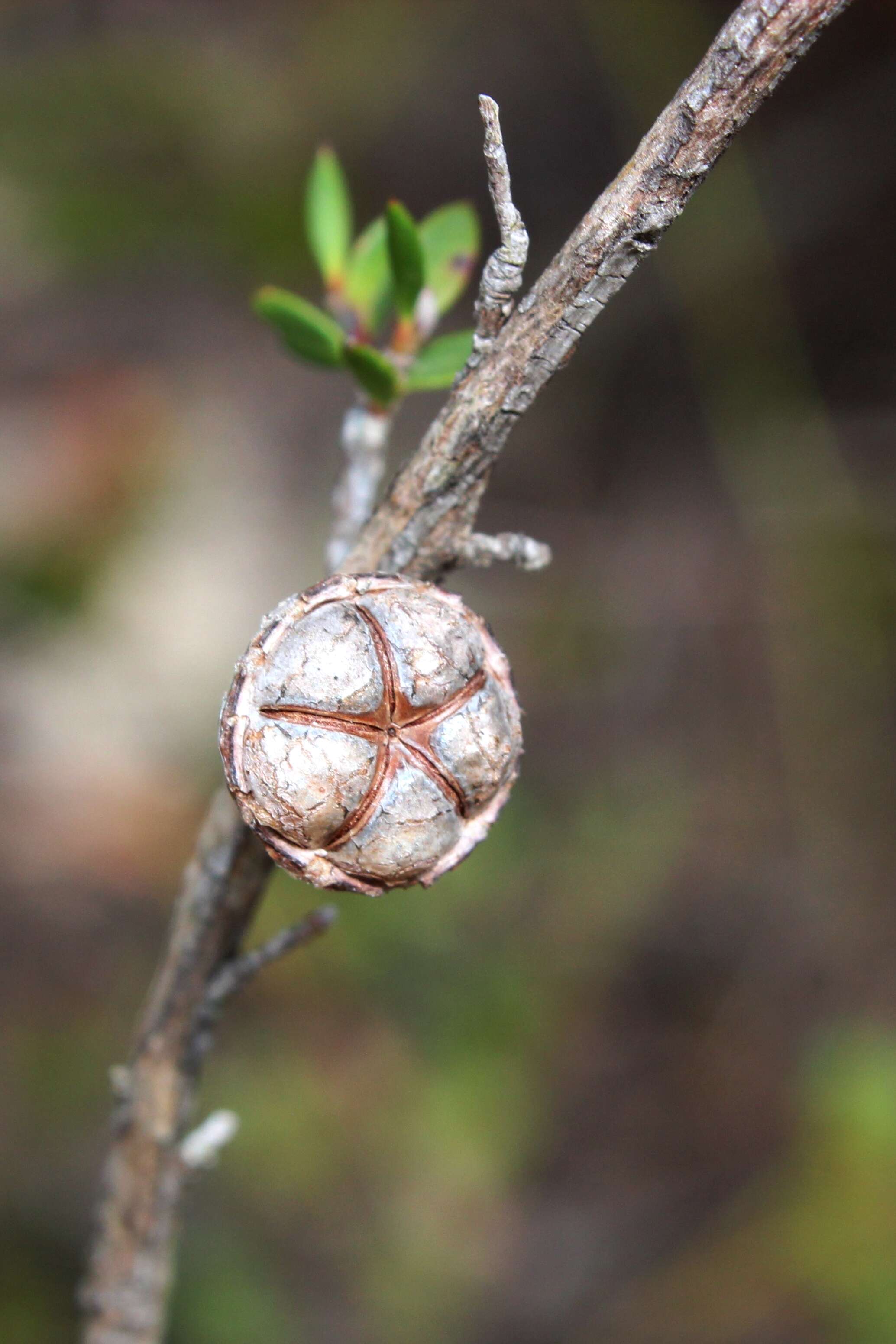 Image of Pink Tea Tree