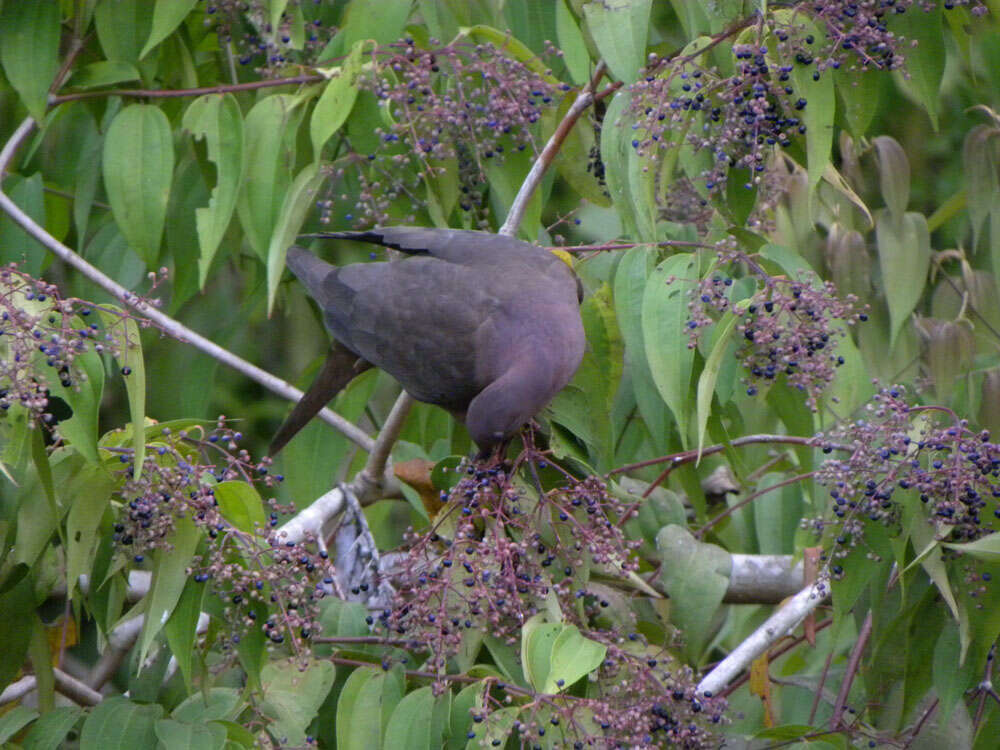 Patagioenas nigrirostris (Sclater & PL 1860) resmi