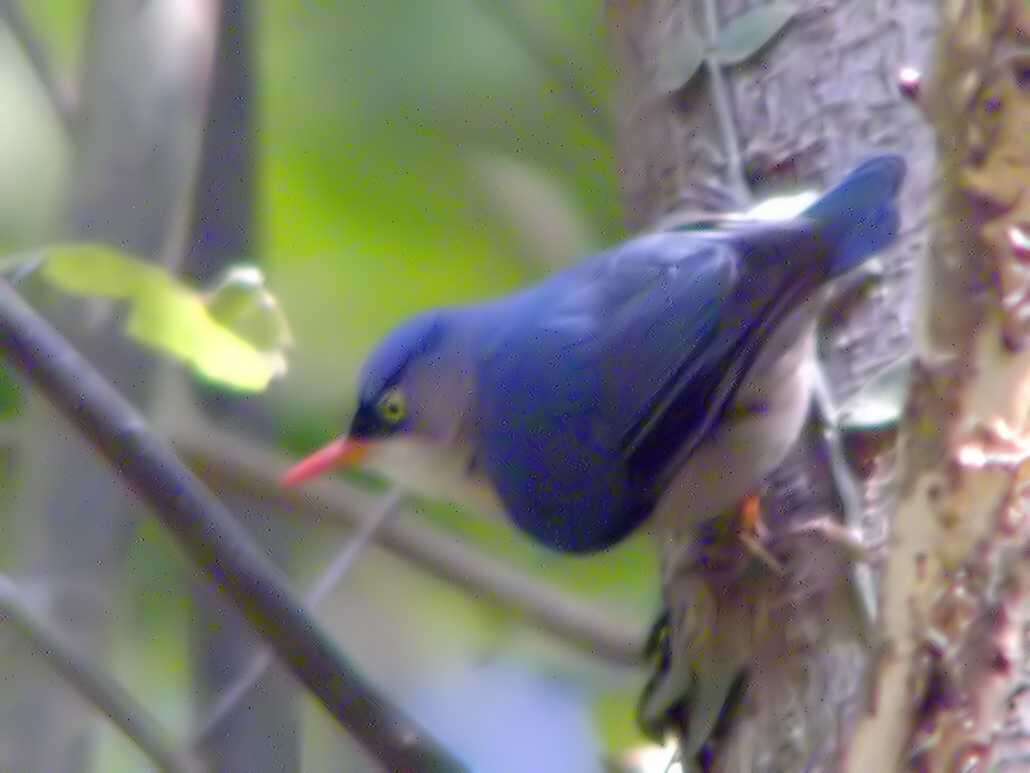 Image of nuthatches and relatives