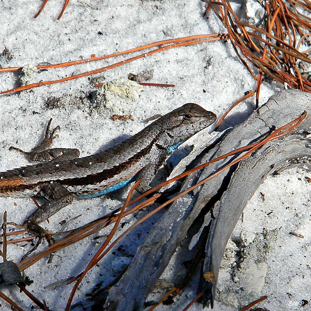 Image of Florida Scrub Lizard