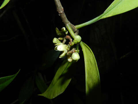 Image de Clusia amazonica Planch. & Triana