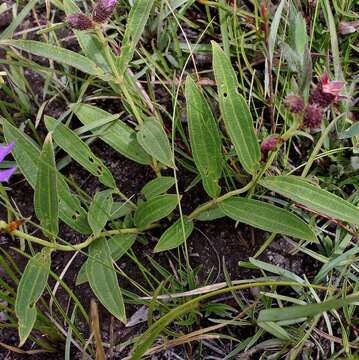 Pleroma aegopogon (Naud.) Triana resmi