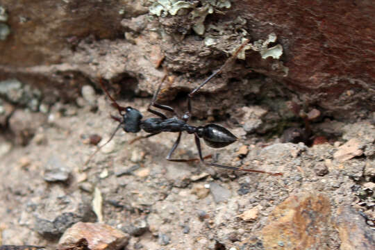 Image of Bull ants