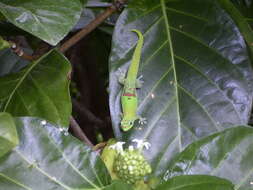 Image of Phelsuma