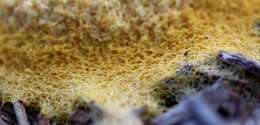 Image of Dog vomit slime mold