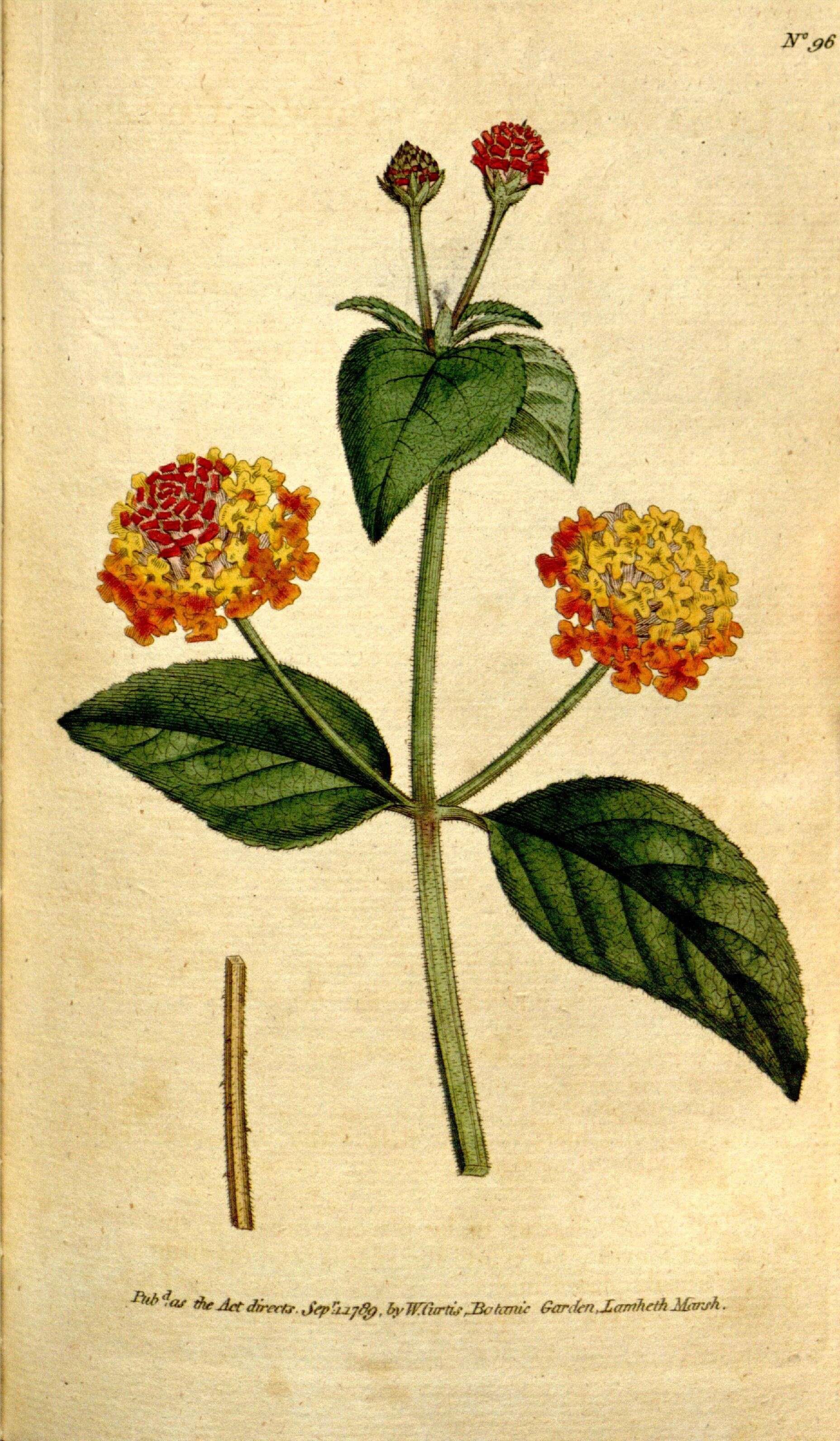 Image of Lantana camara subsp. aculeata (L.) R. W. Sanders