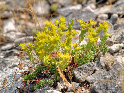 Image of Sedum urvillei DC.