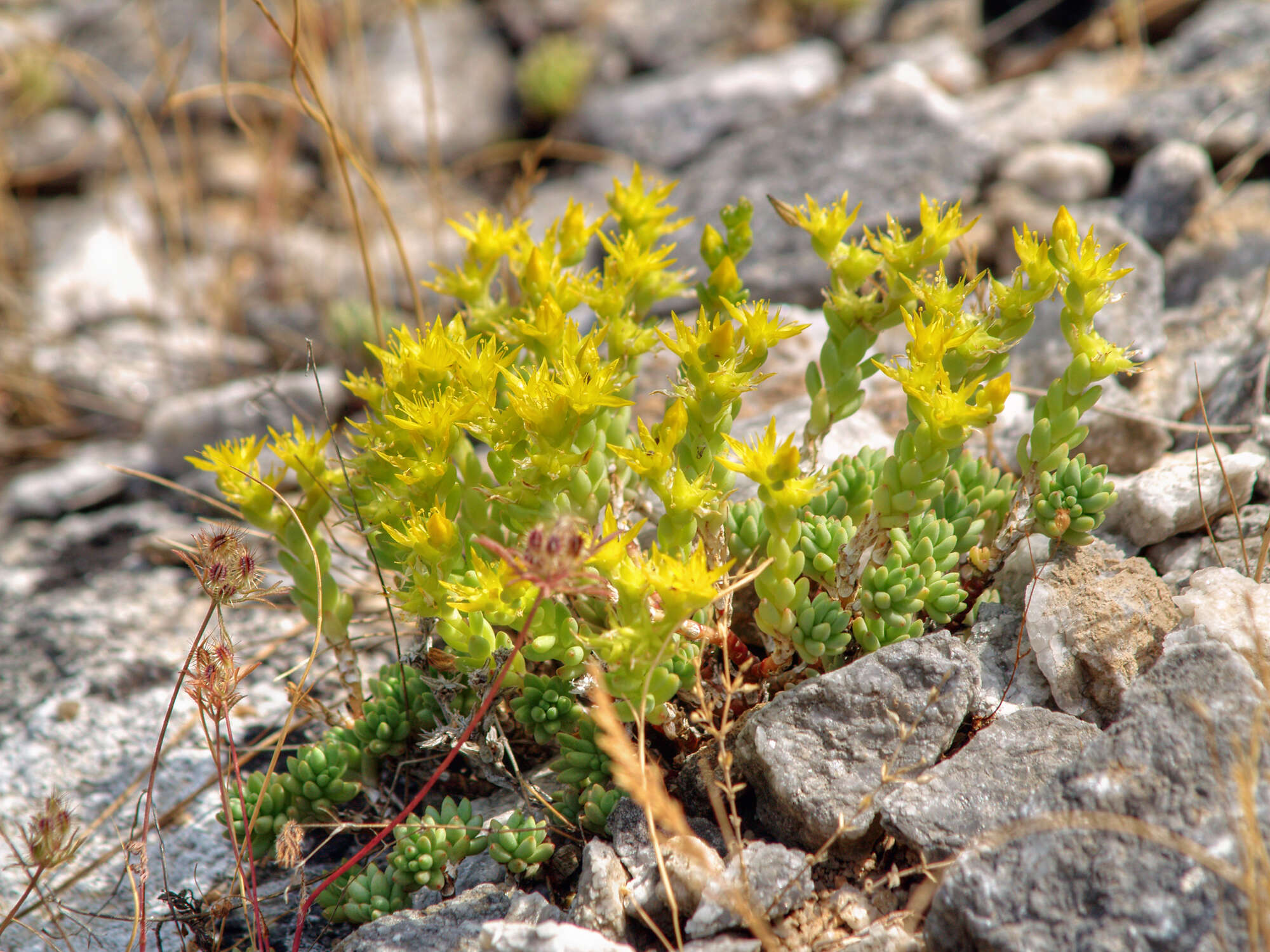 Imagem de Sedum urvillei DC.