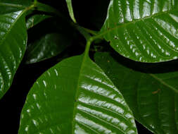 صورة Palicourea acuminata (Benth.) Borhidi