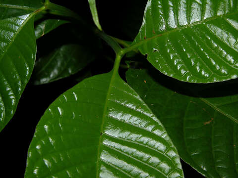 Palicourea acuminata (Benth.) Borhidi resmi