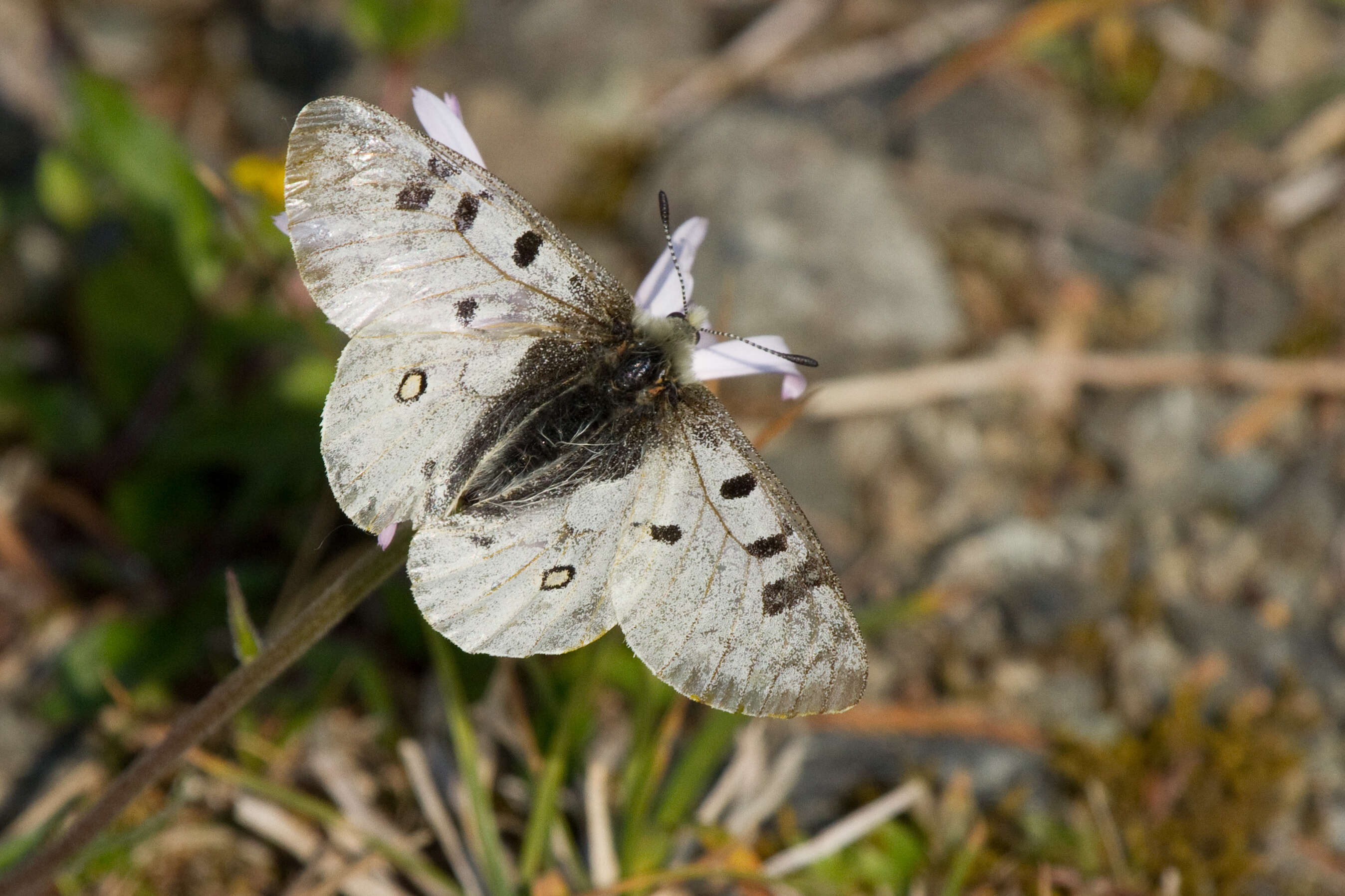 Image of Parnassius