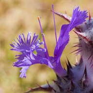 Image of thistle sage