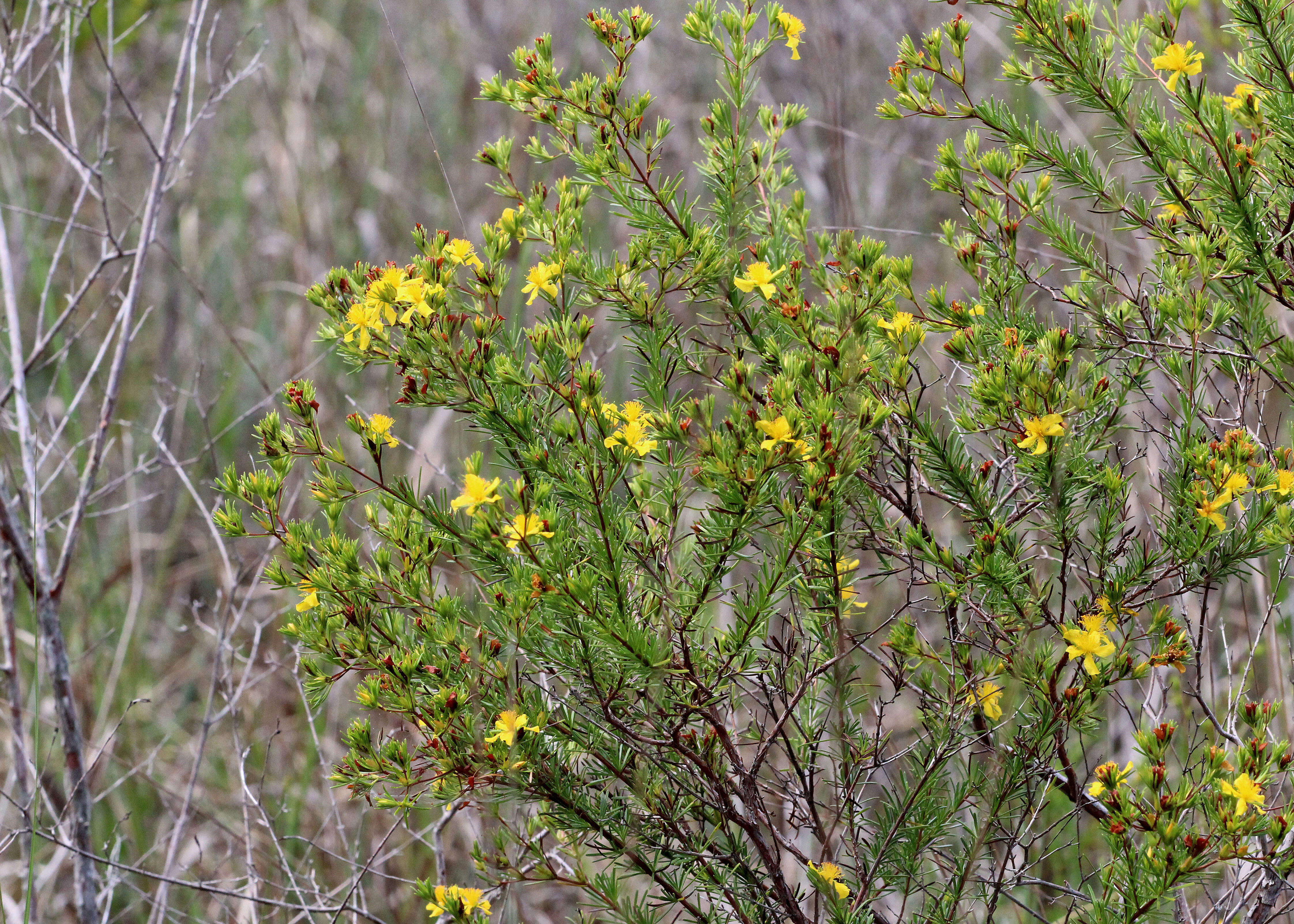 Image de Hypericum fasciculatum Lam.