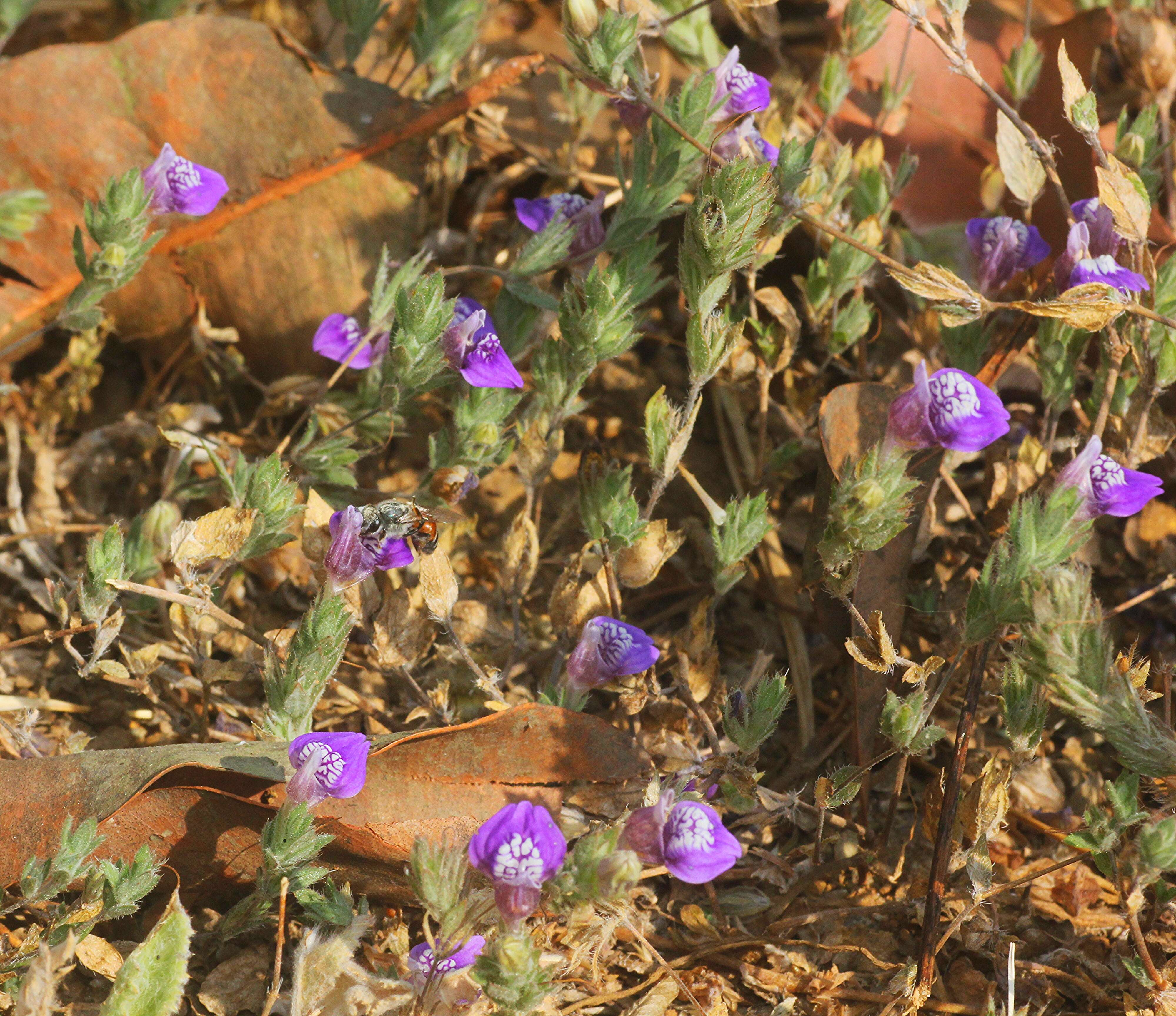 Image of swampweed