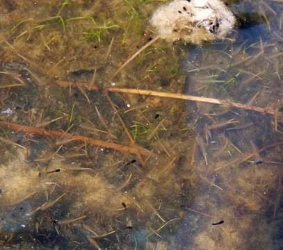 Image of Branchipodidae