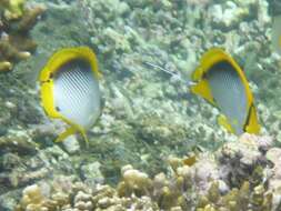 Image of Black-back Butterflyfish