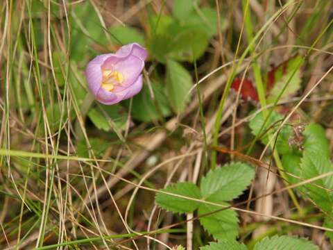 Image of Autumn crocus