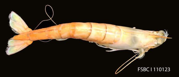 Image of penaeid shrimps